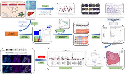 Integrative analysis of disulfidptosis and immune microenvironment in hepatocellular carcinoma: a putative model and immunotherapeutic strategies